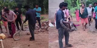 UTTARA KANNADA  ANKOLA  ಕಾಳಿಂಗ ಸರ್ಪ  SNAKE