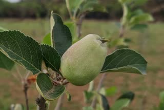 NARMADAPURAM APPLE FARMING