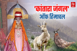 रिंगू वन