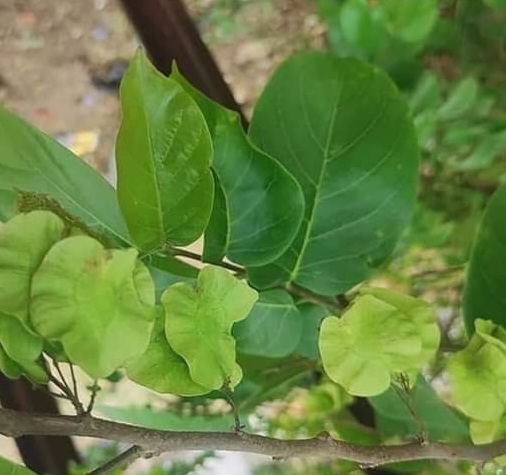 जिद्दी दाग और गंभीर बीमारियों का चुटकियों में खात्मा, 'बंदर की रोटी' के ...