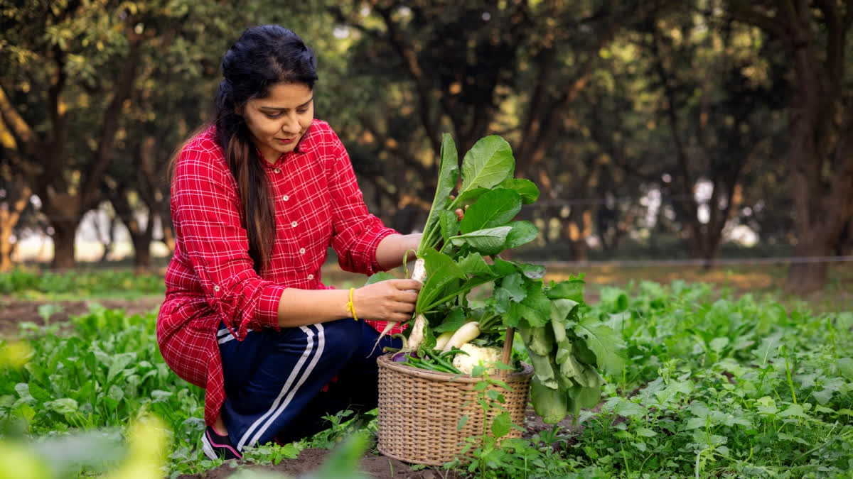 Woman collecting radish in a garden