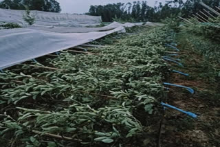 Weather Vagaries in Kashmir Put High Density Apple Orchardists In Losses