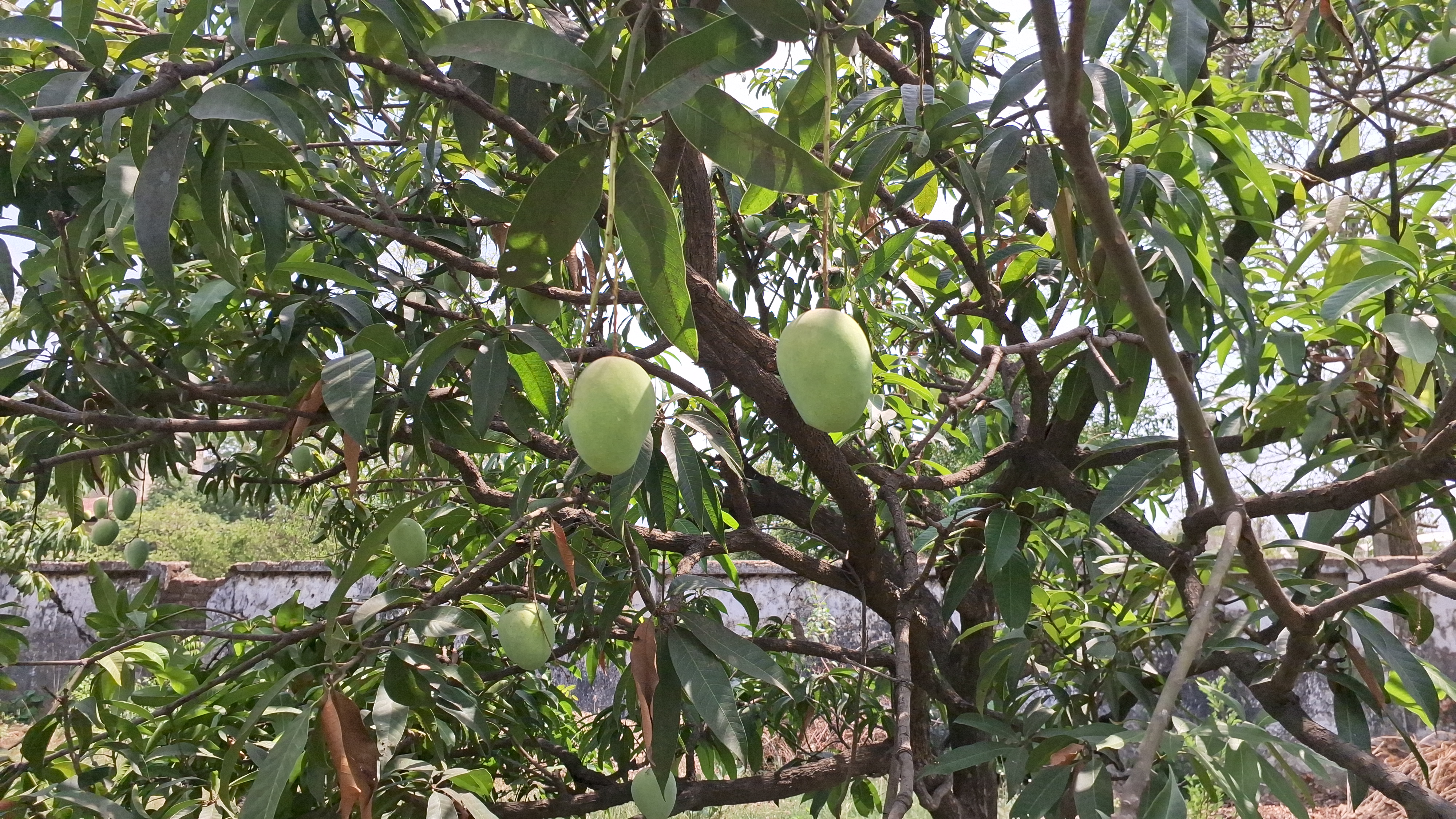 आम' का स्वाद अप्रैल से अगस्त तक क्यों बदलता, वैज्ञानिक रमेश कुमार से जानिए इसके पीछे का राज