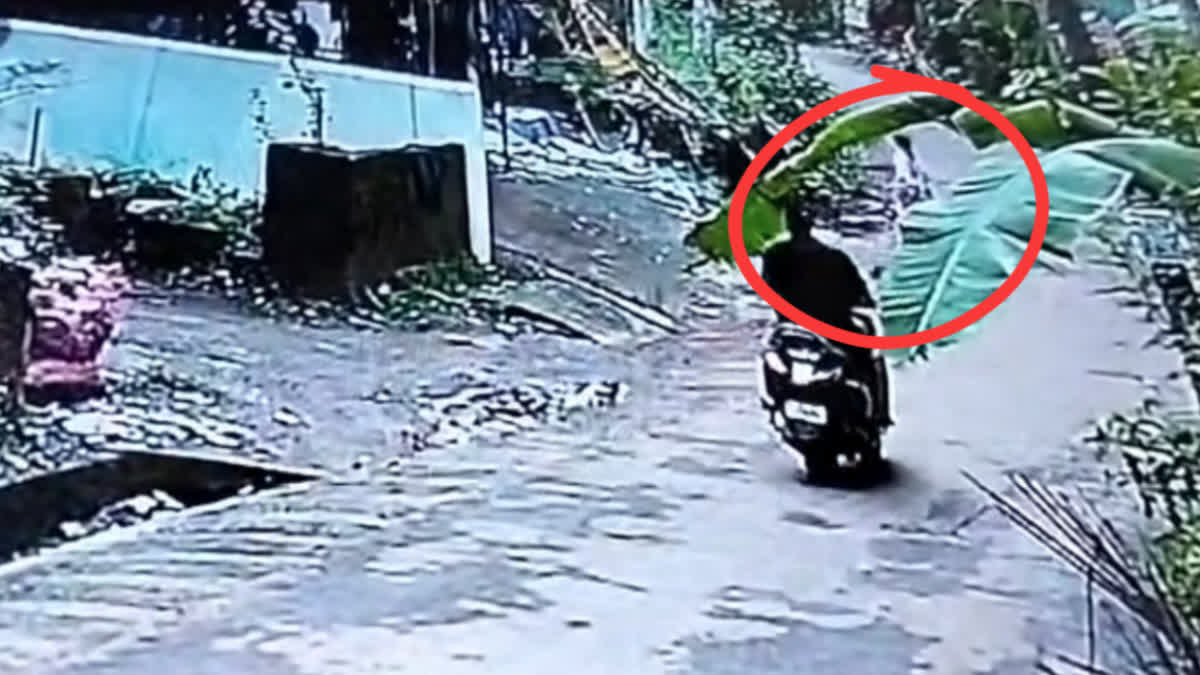 STRAY DOGS ISSUE KERALA STRAY DOGS STRAY DOG ATTACK KODUVALLY KODUVALLY STRAY DOGS ATTACK