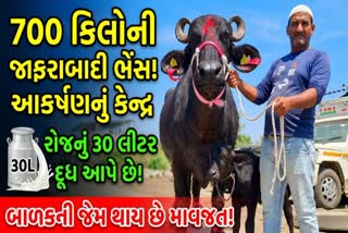 હાથી જેવી કાયા ધરાવતી જાફરાબાદી ભેંસ આકર્ષણનું કેન્દ્ર બની