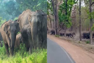 UMARIA ELEPHANT MOVEMENT