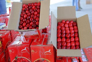 خراب موسم سے پیداوار متاثر ہونے کے باوجود کشمیری چیری کی مانگ برقرار