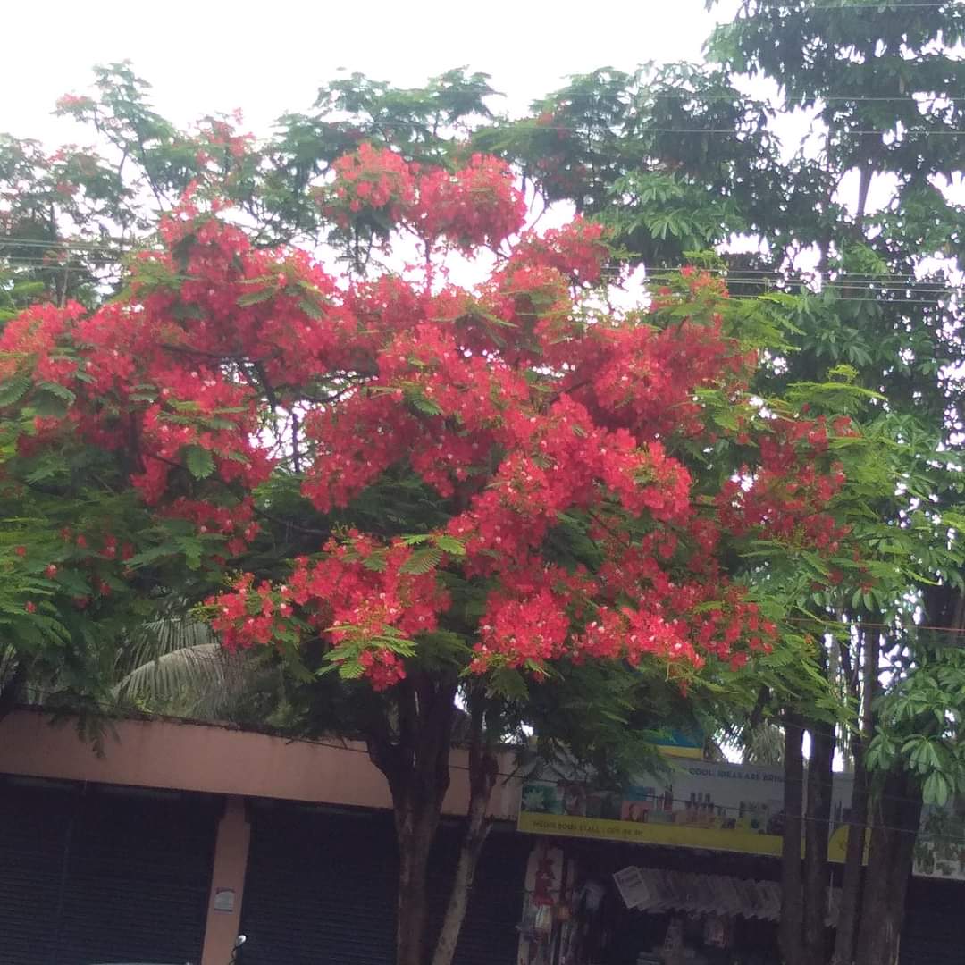 Bipul Medhi has nurtured the trees like a child in Guwahati