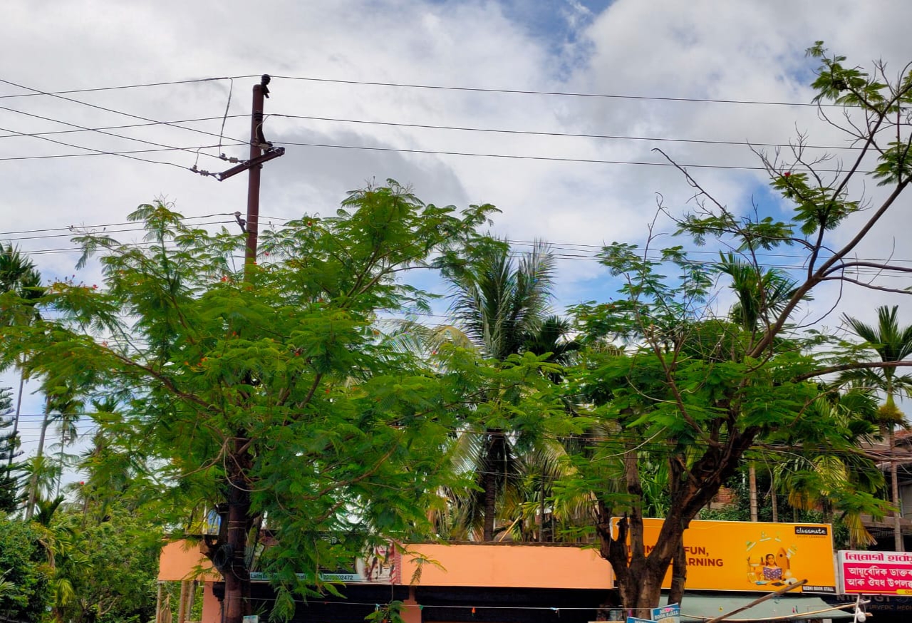 Bipul Medhi has nurtured the trees like a child in Guwahati