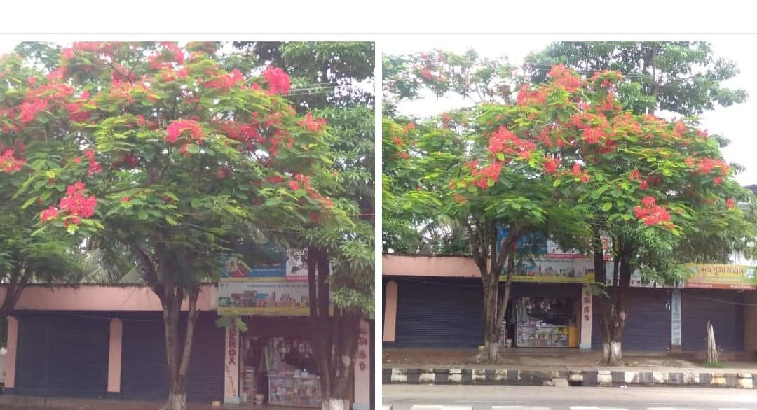 Bipul Medhi has nurtured the trees like a child in Guwahati