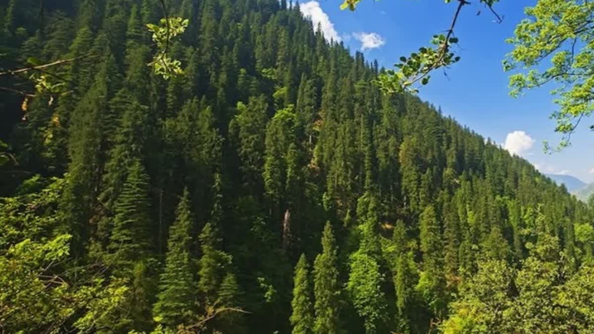 हिमाचल के वनों में 50 हजार दिनों का स्थानीय काम उपलब्ध