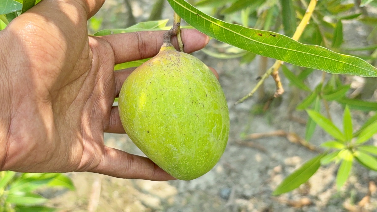 bihar MANGO MAN