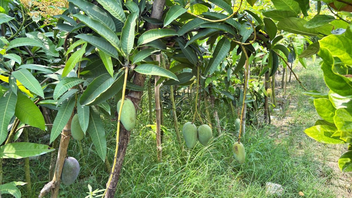 bihar MANGO MAN