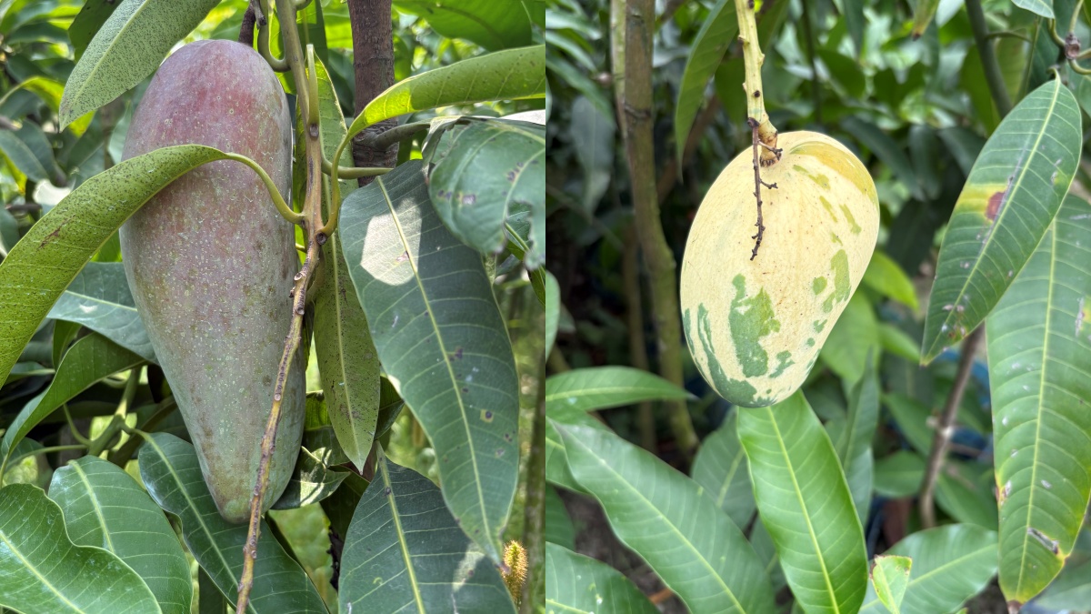 bihar MANGO MAN