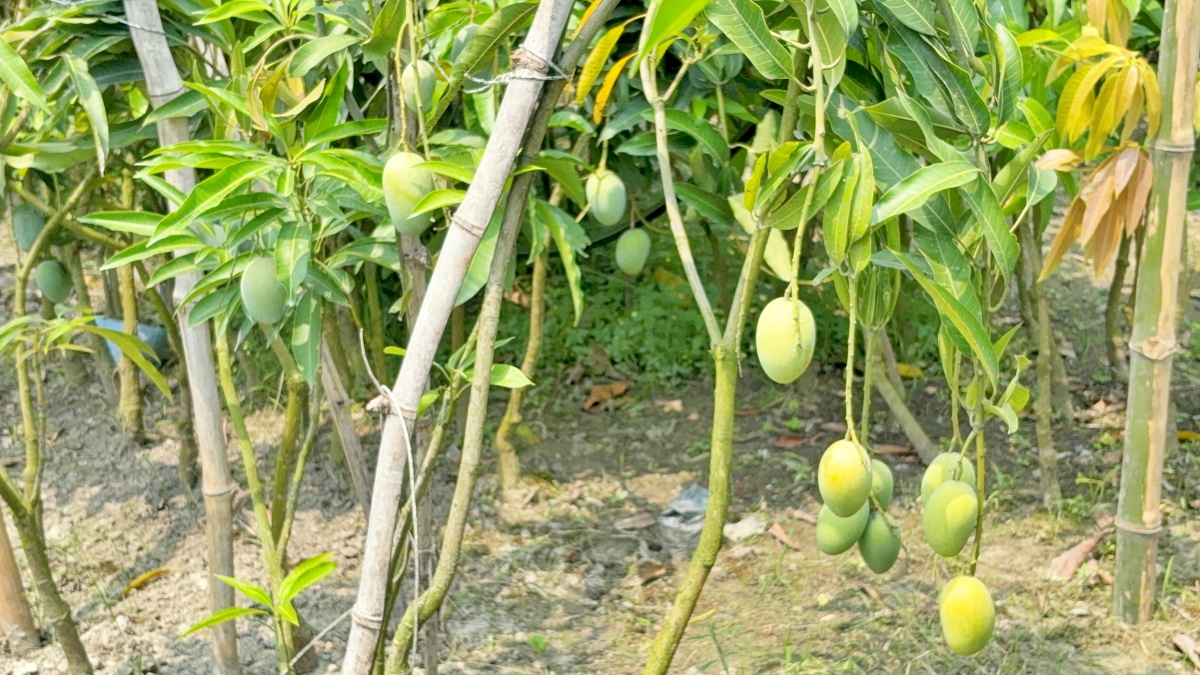 bihar MANGO MAN