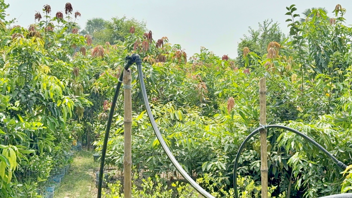 bihar MANGO MAN
