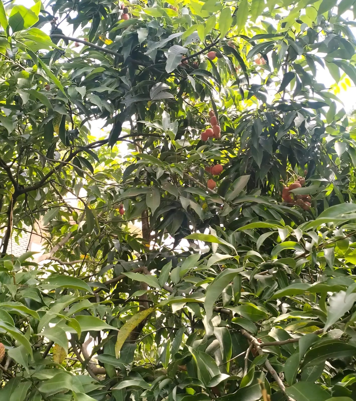 Lychee export to Italy