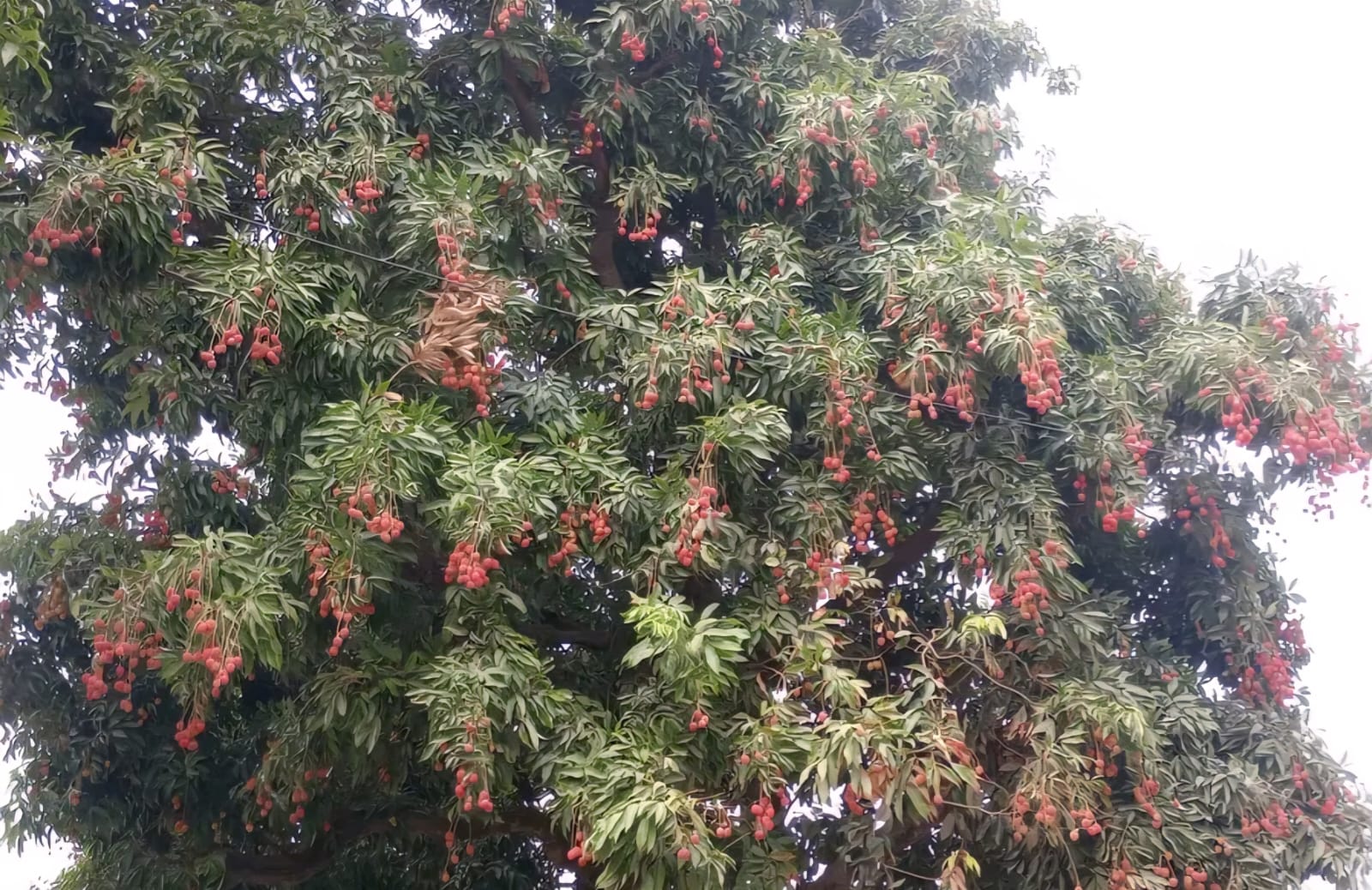 Lychee export to Italy