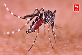 Outbreaks of Japanese encephalitis along with dengue and malaria in Barpeta