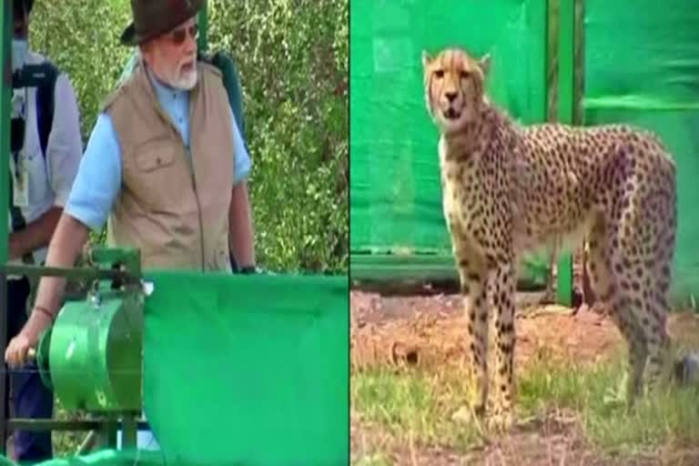 Cheetah deaths at Kuno National Park: PM Modi likely to chair review ...