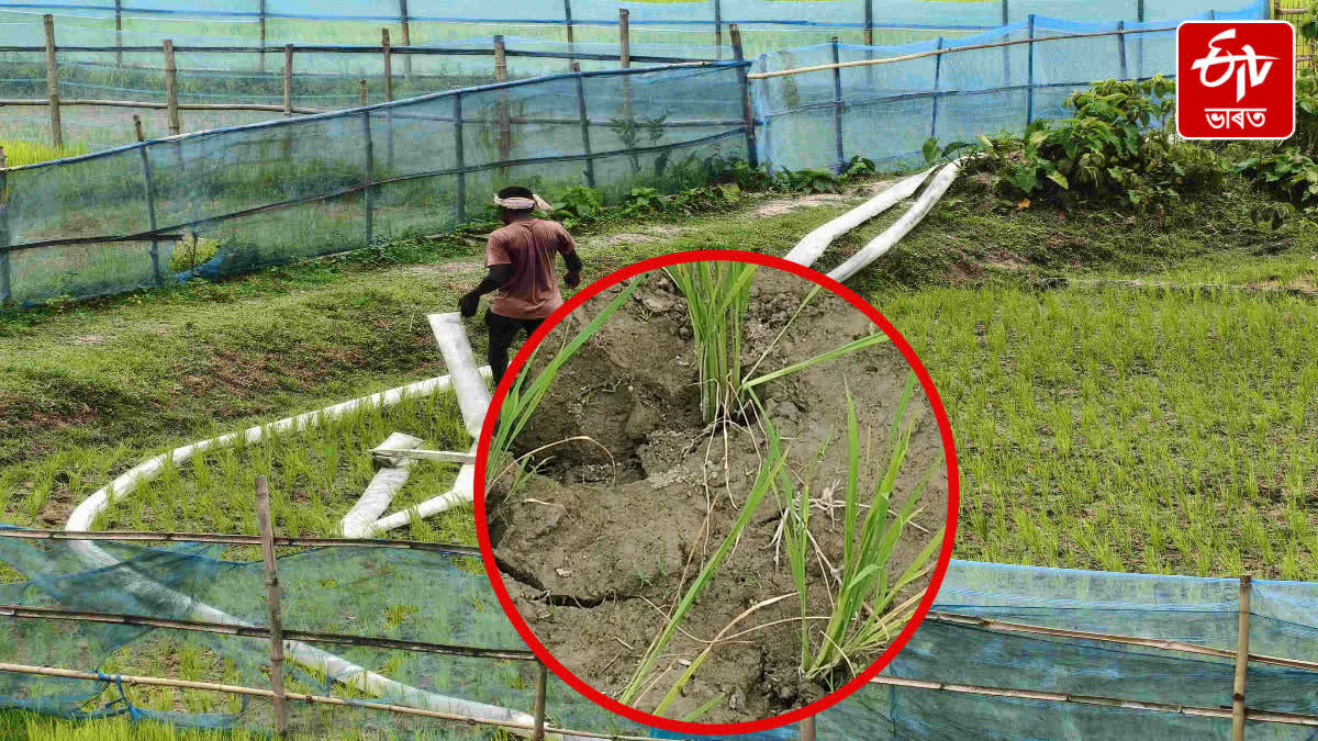 Climate change impacts in Rangia lack of irrigation