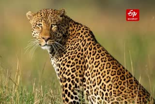 मादा तेंदुए की मौत से वन विभाग में हड़कंप.