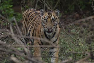 BANDHAVGARH MONSOON SEASON SAFARI