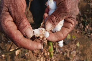 GOVT WAIVES CUSTOMS DUTY ON COTTON  IMPORT DUTIES ON COTTON EXEMPT  US TARIFFS