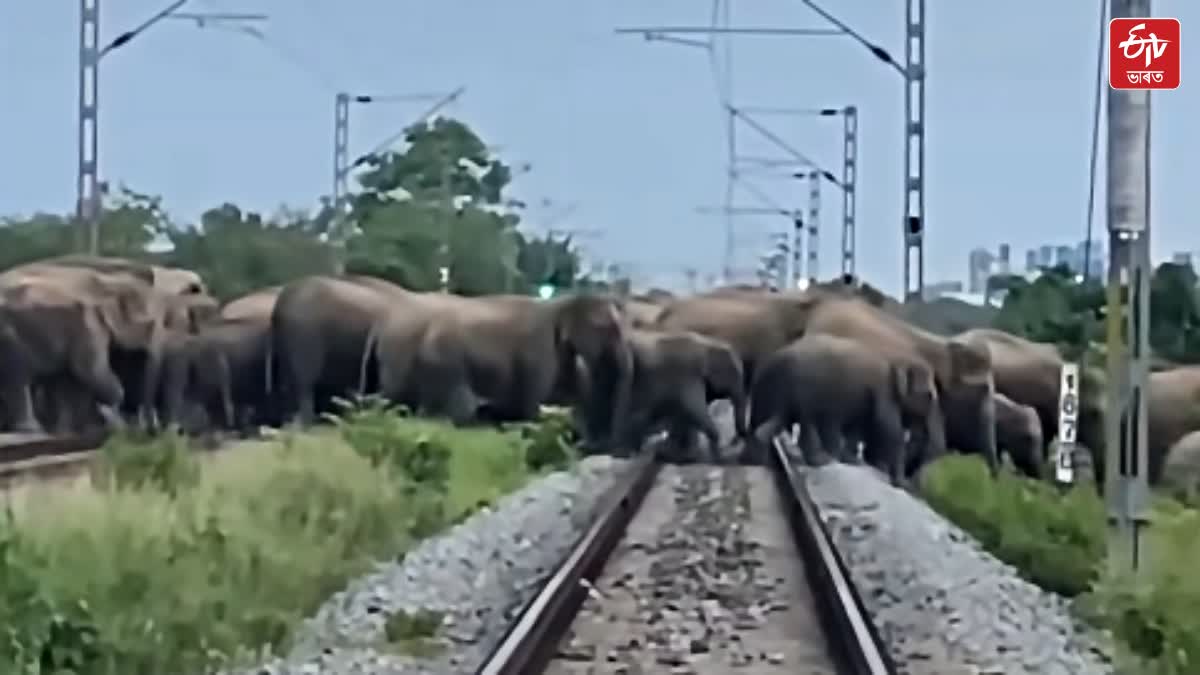 Rajdhani Express stopped in Assam to help avert elephant-train collision