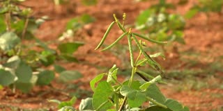 Super El Nino Effect In Rayalaseema