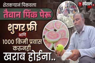 Ahilyanagar Taiwan Pink Guava Story