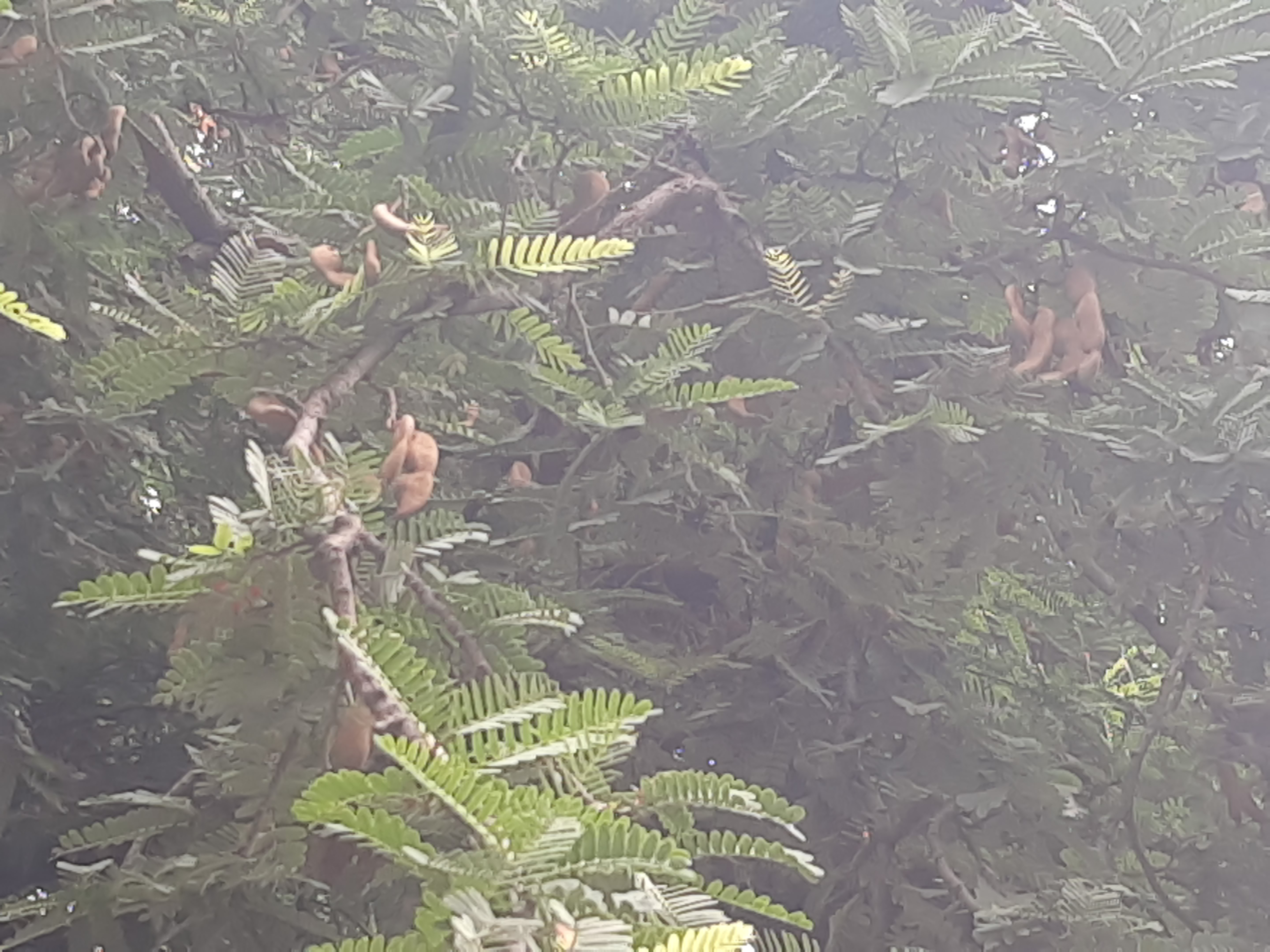 આમલી કાચી હોય ત્યારે ખાટી અને પાકે ત્યારે ખાટી-મીઠી થાય છે