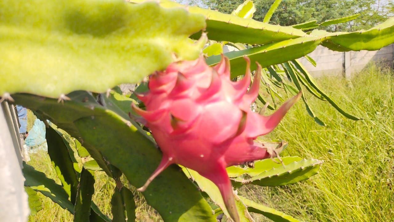 The first crop of fruit