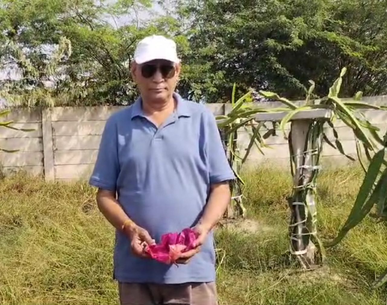 Nathilal Sharma from Samai village in Bharatpur reaped rich rewards when he switched to cultivating dragon fruit