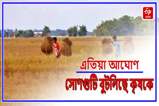 Paddy Harvesting at Kathiatoli in Nagaon