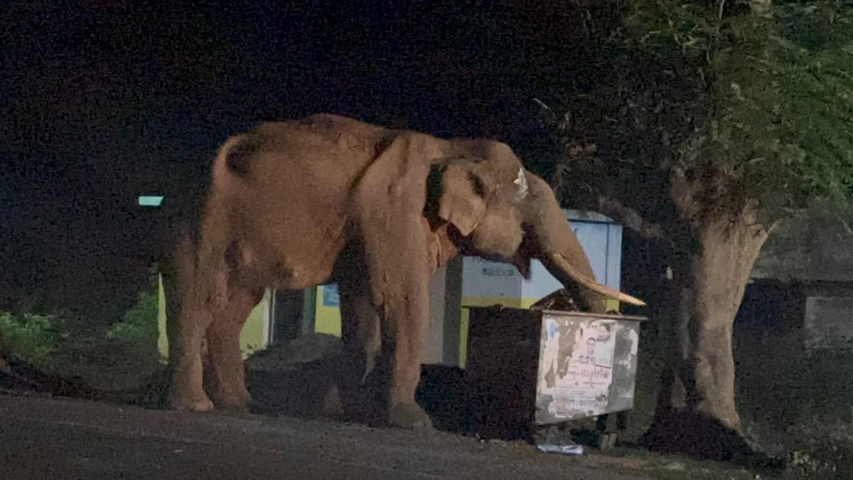 27 நாட்களாக கண்ணாமூச்சி காட்டும் 'ரிவால்டோ' யானை! அச்சத்தில் பொதுமக்கள்!!