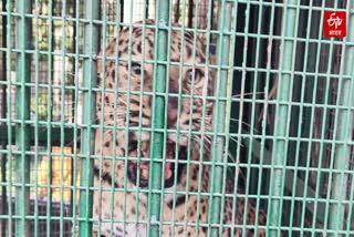 सिंगाही खुर्द गांव में लगे पिंजरे में कैद तेंदुआ.