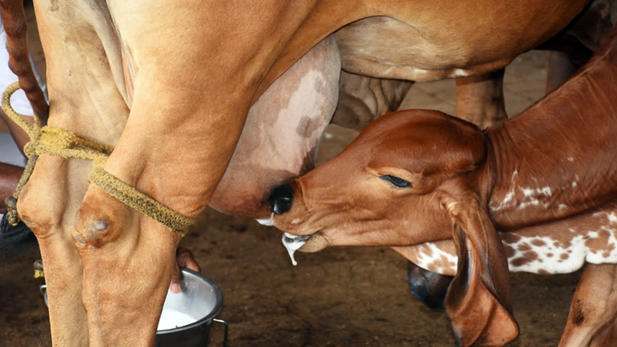 Over 100 Cows Die Under Mysterious Circumstances At Gokul Gaushala In Rajasthan; Politics Heats Up Over 100 Cows Die Under Mysterious Circumstances At Gokul Gaushala In Rajasthan; Politics Heats Up