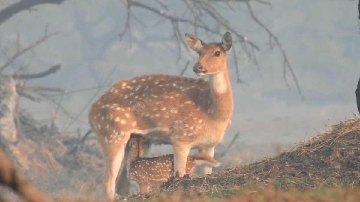 Chital Translocation To Resume From Keoladeo National Park To Rajasthan Tiger Reserves