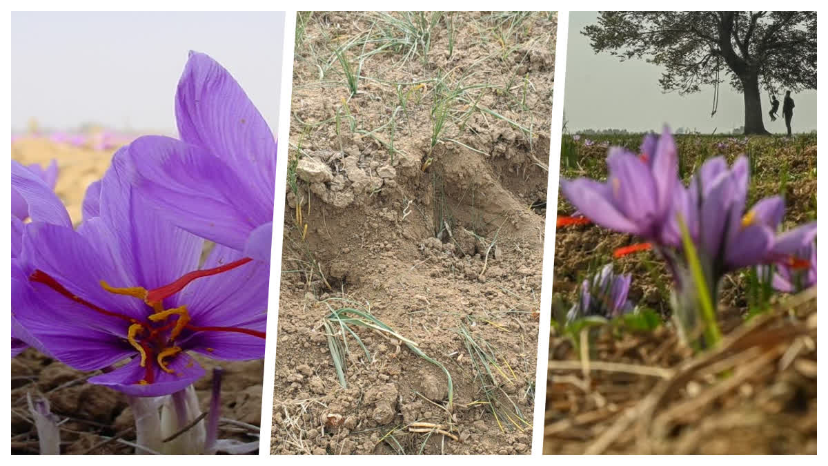 خارپشت کی دہشت سے زعفران صنعت خطرے میں؛ کسانوں کا محکمہ زراعت پر لاپرواہی کا الزام