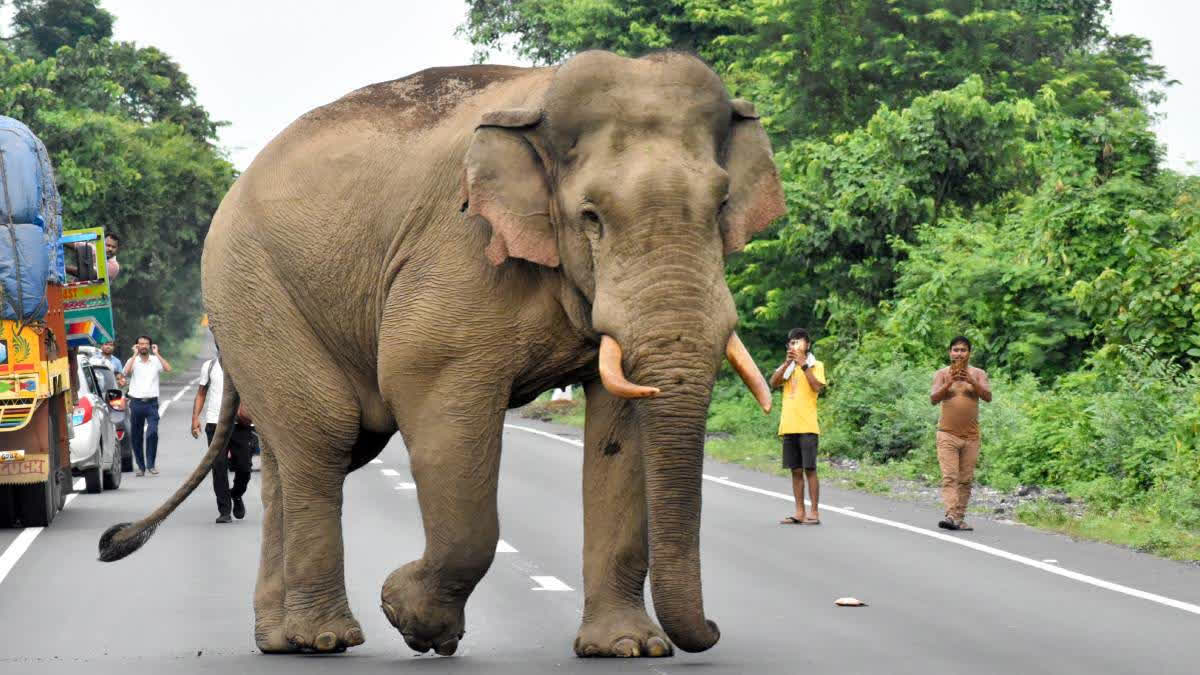 Three Killed In 48 Hours As Lone Tusker Leaves Trail Of Death In Chhattisgarh’s Korba