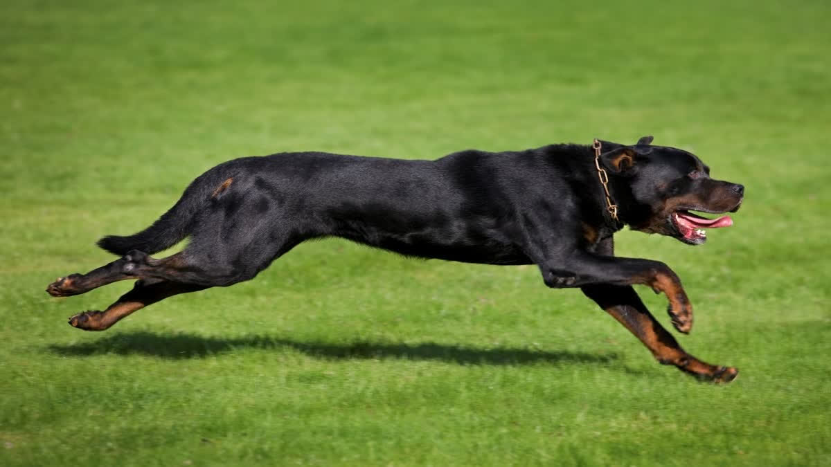 Chennai Corporation Bans Purchase And Rearing Of Pitbull, Rottweiler Breeds