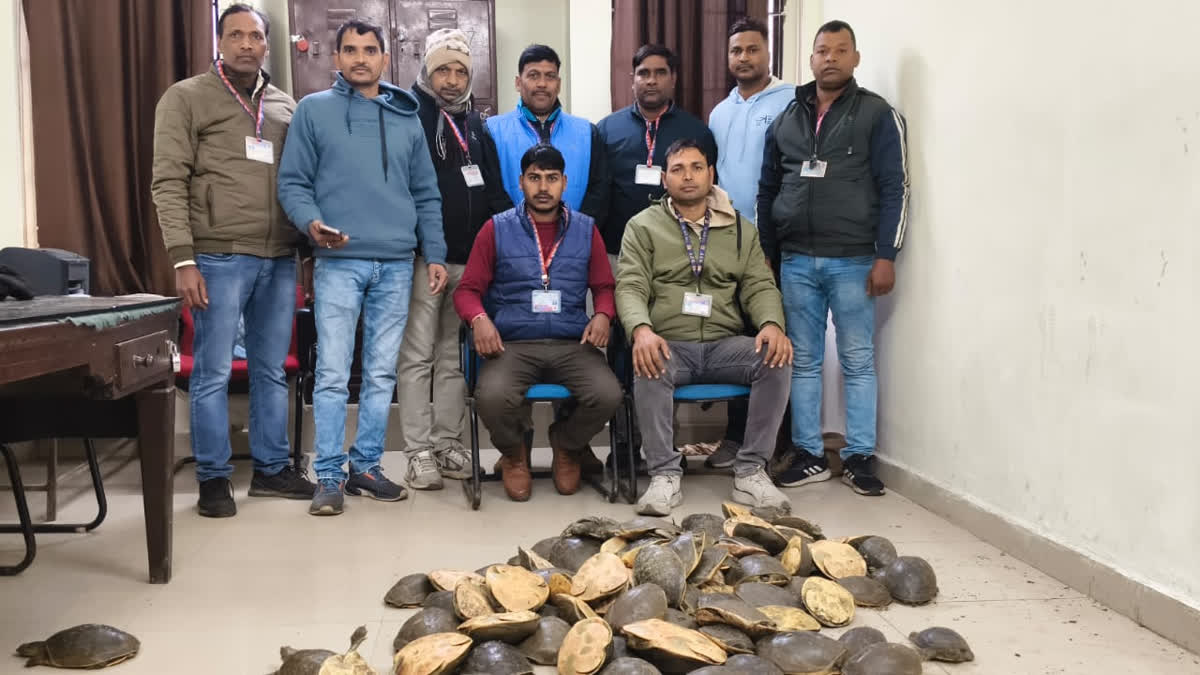 turtles recovered in Gaya