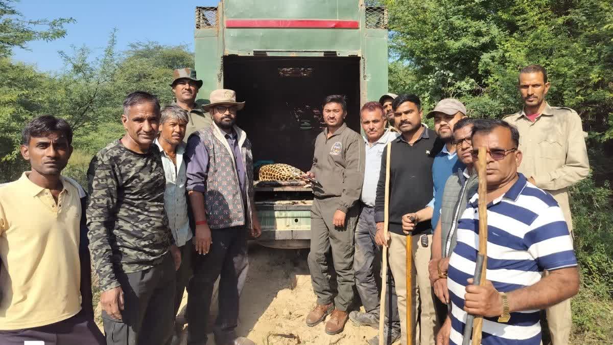 फंदे में फंसे पैंथर का सफलतापूर्वक रेस्क्यू किया गया