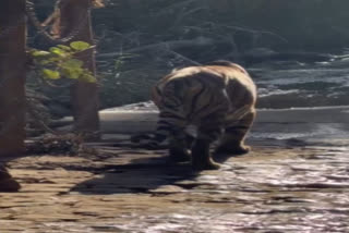 रणथंभौर नेशनल पार्क