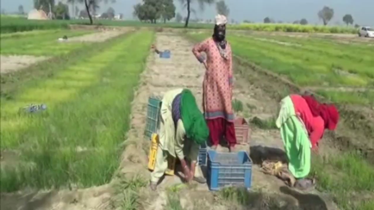 Scientific onion cultivation
