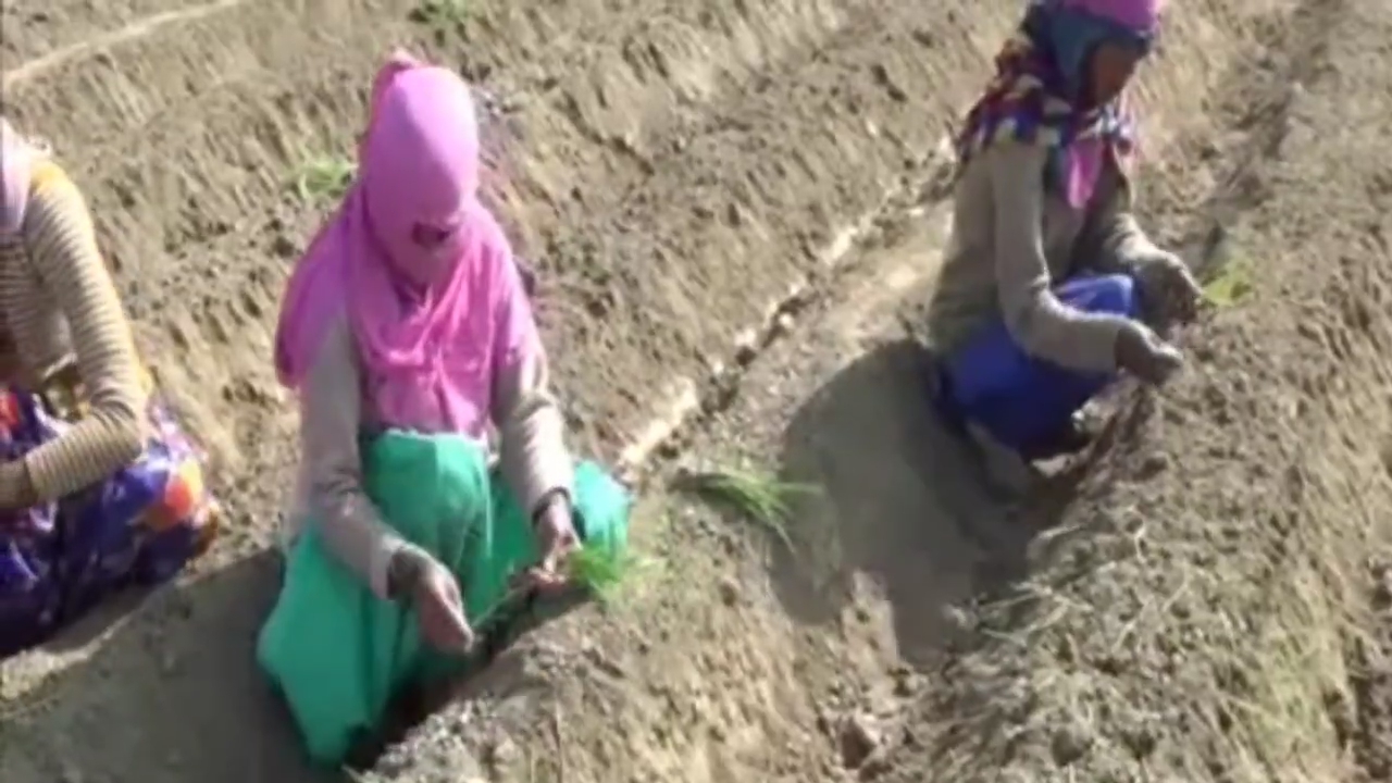 Scientific onion cultivation