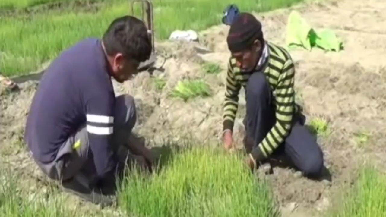 Scientific onion cultivation