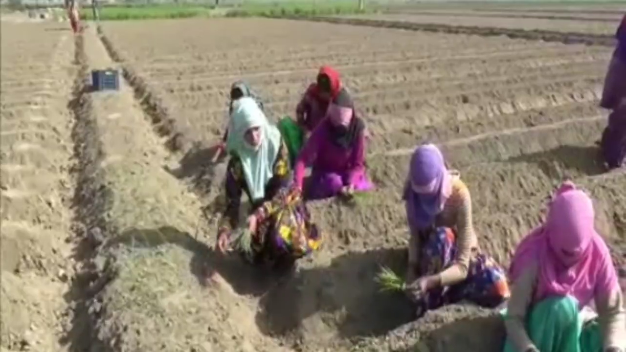 Scientific onion cultivation