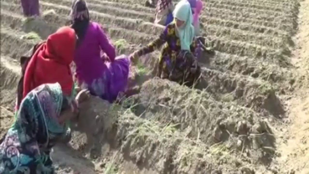 Scientific onion cultivation